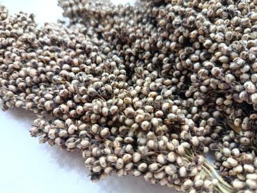 Preview: Sorghum schneeweiß getrocknet 0,5 kg Einzelfutter